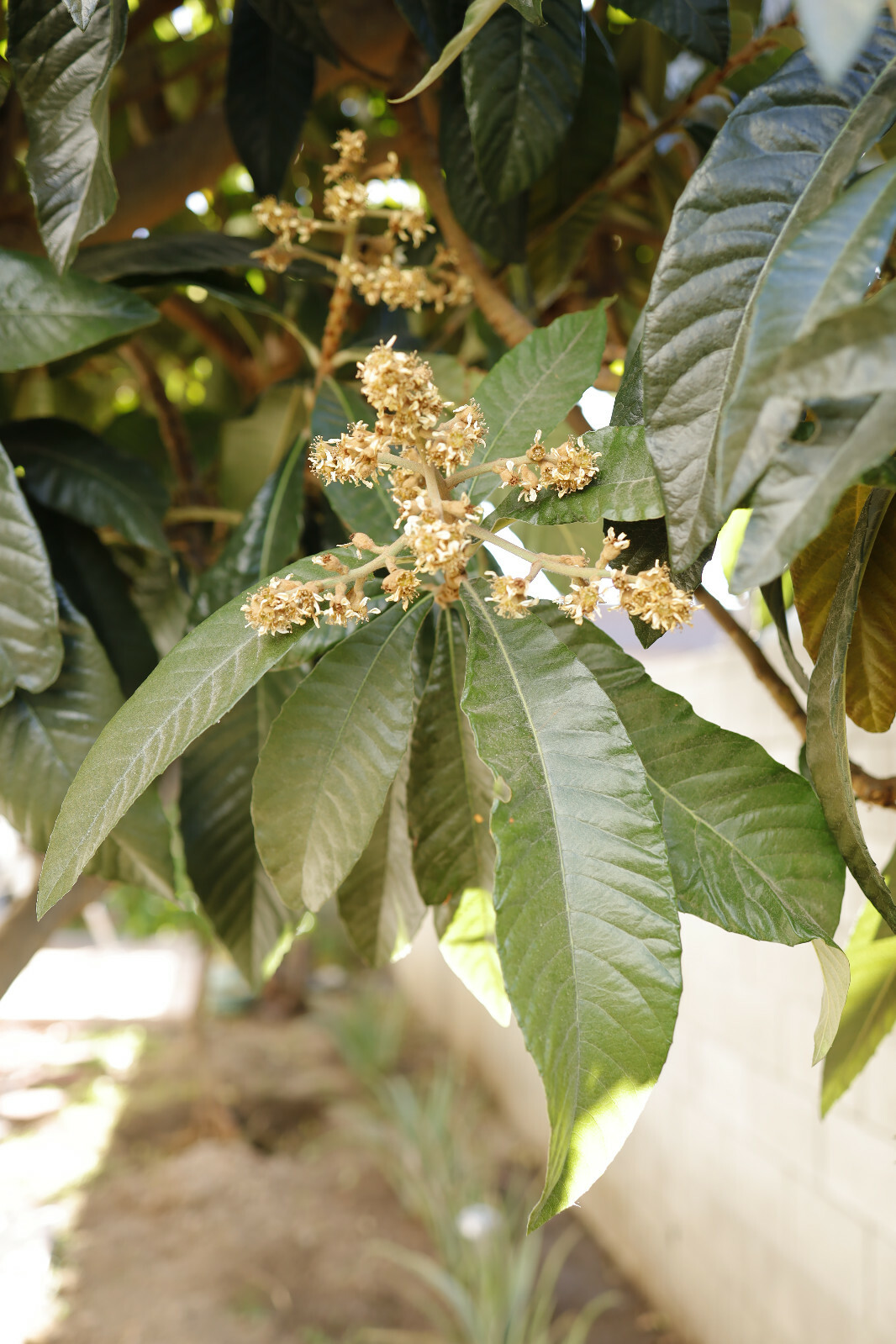 Organic Giant Loquat Leafs Chinese plum Herb Fresh 40-50cm / 16-19″long