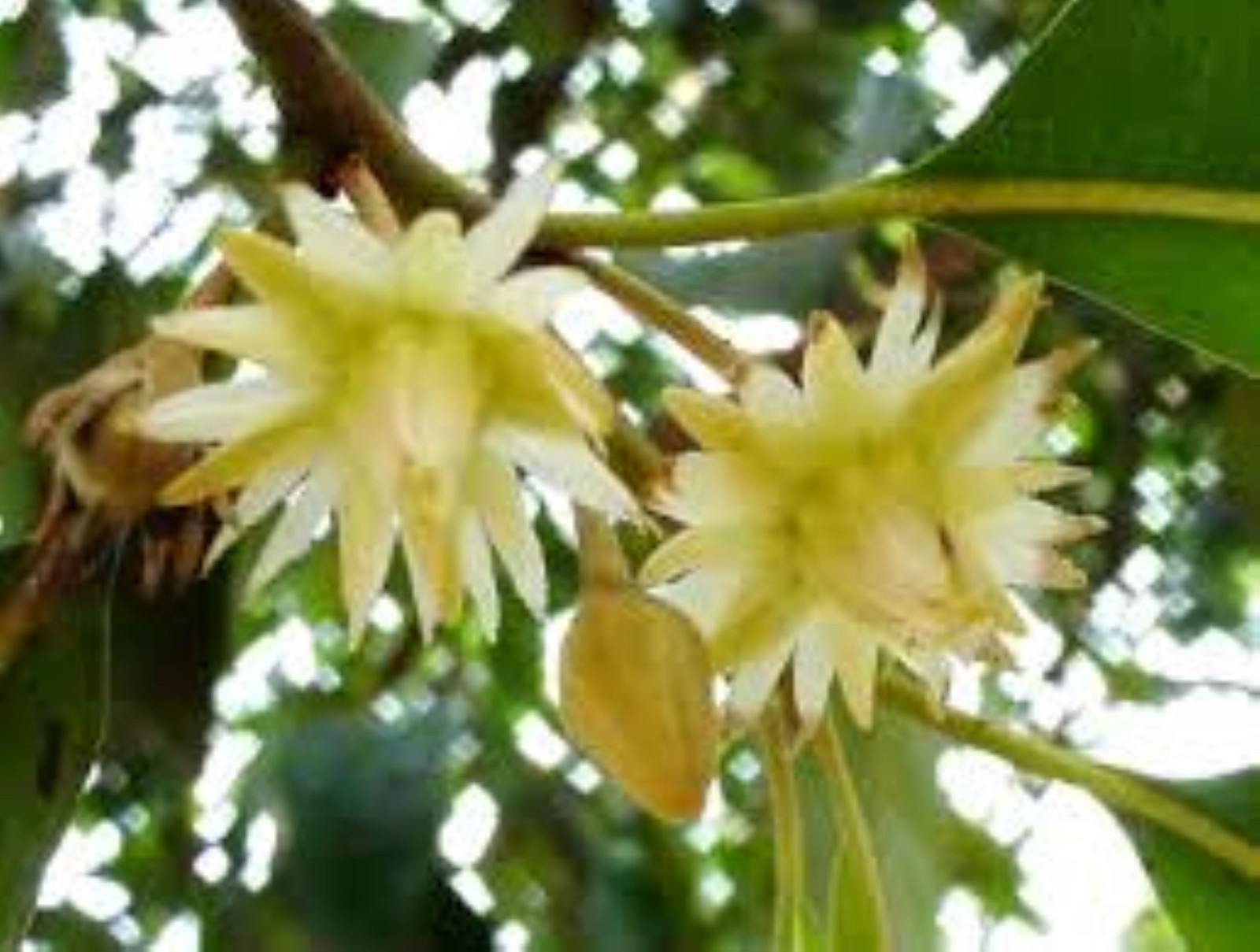 Premium Dried Mimusops elengi Flowers – Oral Care, Aromatherapy, 100% Natural