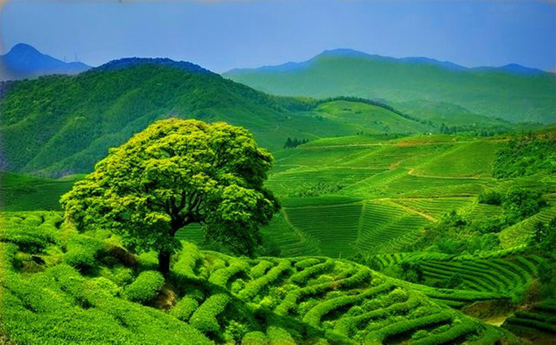 Black Tea Yunnan Premium Dian Hong Gongfu Tea Health Organic Dianhong Red Tea30g