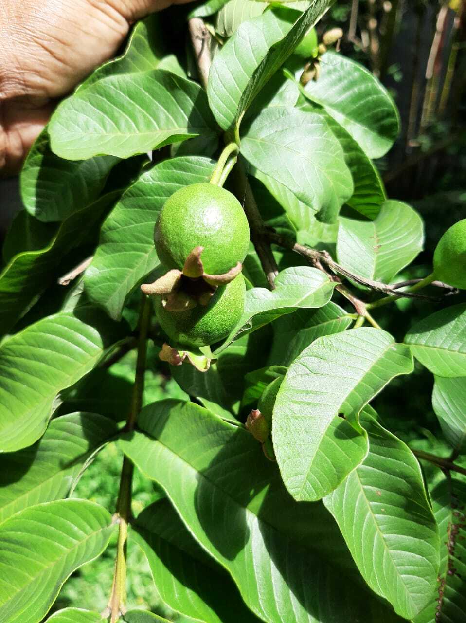 CEYLON DRIED GUAVA LEAVES GARDEN STOP HAIR LOSS TREATMENT FRESH GREEN DRY GUYABA