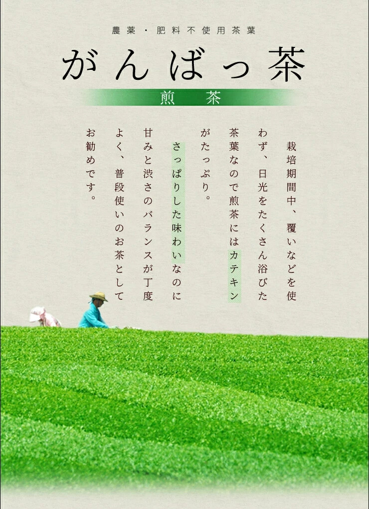Ise tea Sencha tea bags 30 bags (15 bags x 2) Tea Pesticide-free Japanese tea Ma