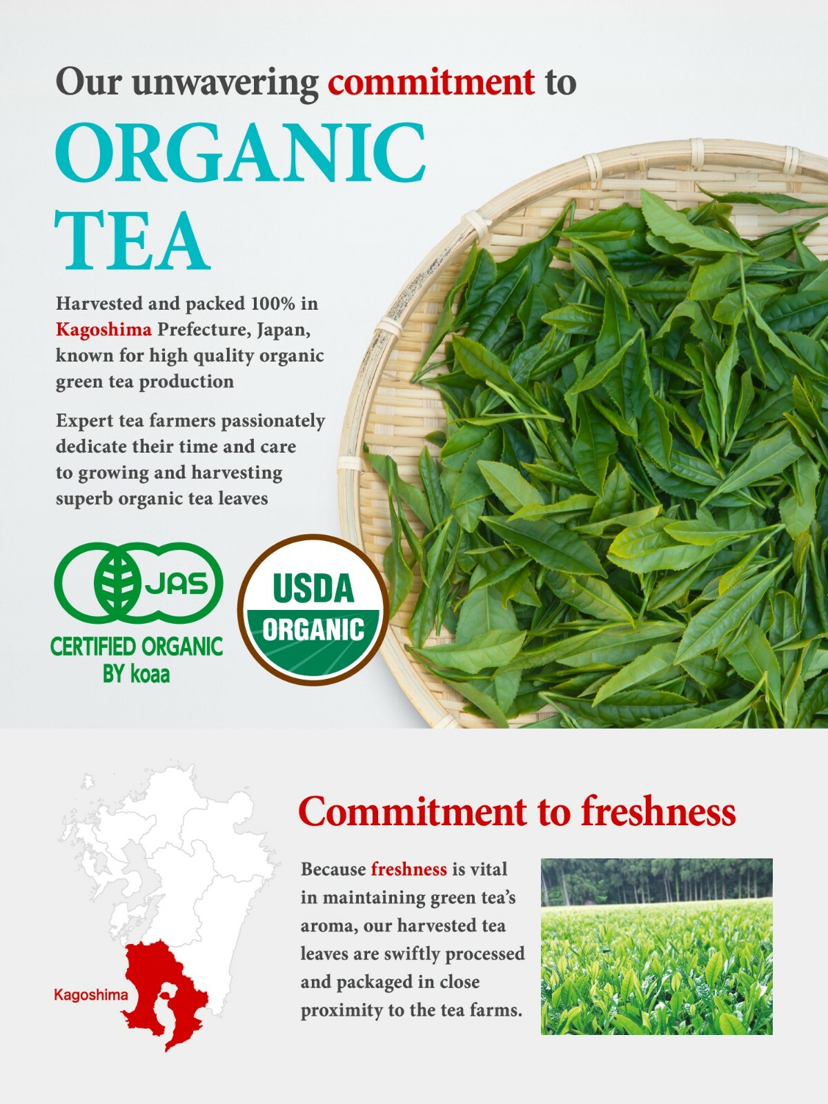 Organic Premium Matcha Infused Green Tea Bags | 25 count | Sustainable Tea Bags