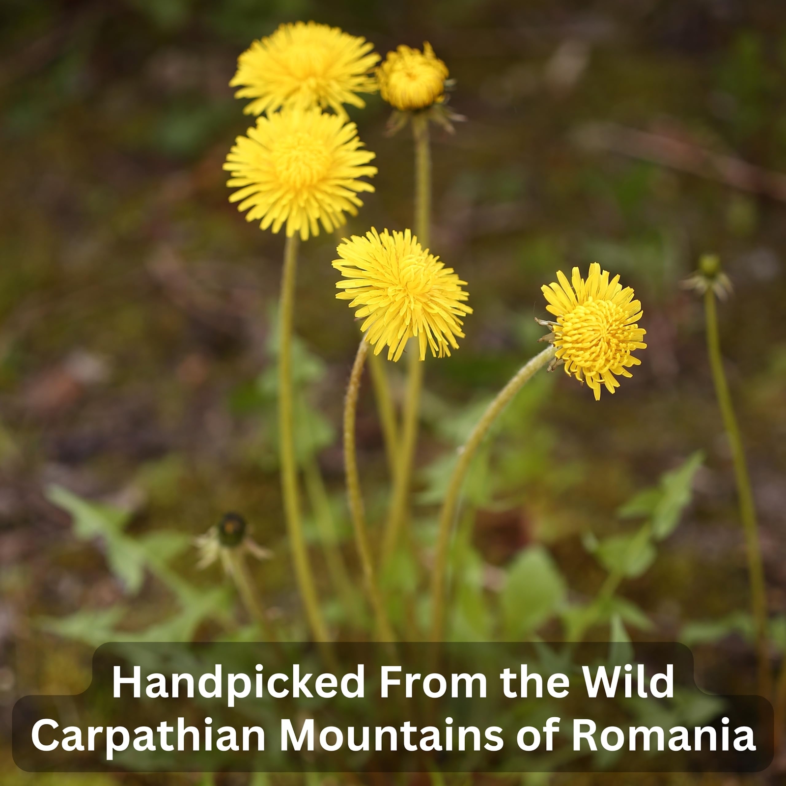Wild Bliss Organic Wild Raw Dandelion Root Tea – Pharmacopoeia Quality Caffei…