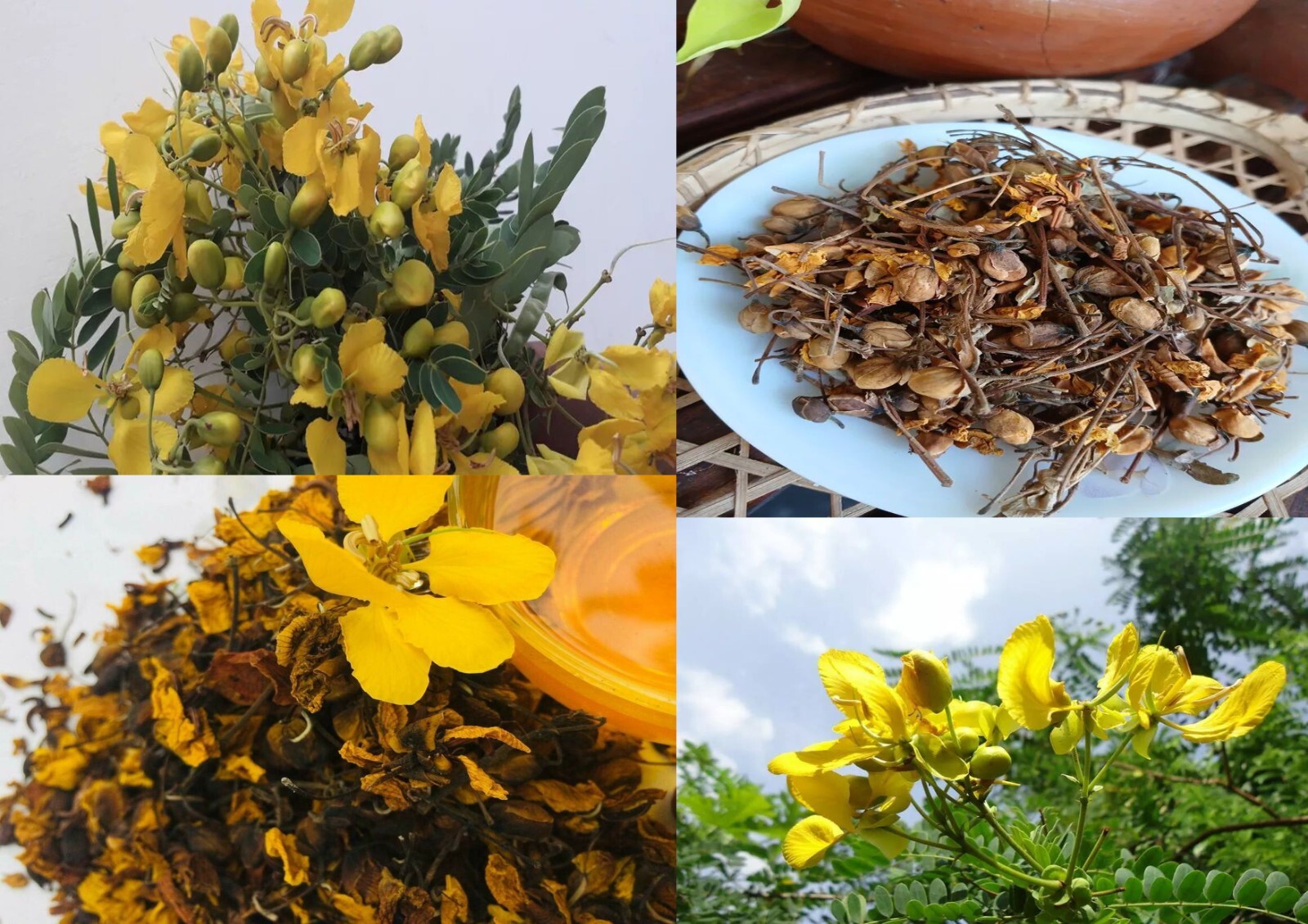 Ceylon Natural Dried Ranawara Flower Ayurvedic Tea 100% Herbal Drink Avarampoo