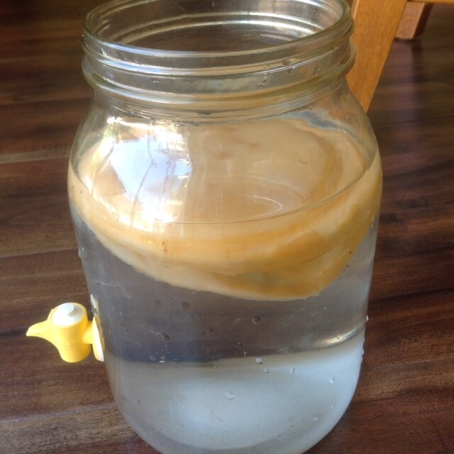 Kombucha Organic Raw Probiotics Scoby Live Culture Mushroom Starter Kit Detox