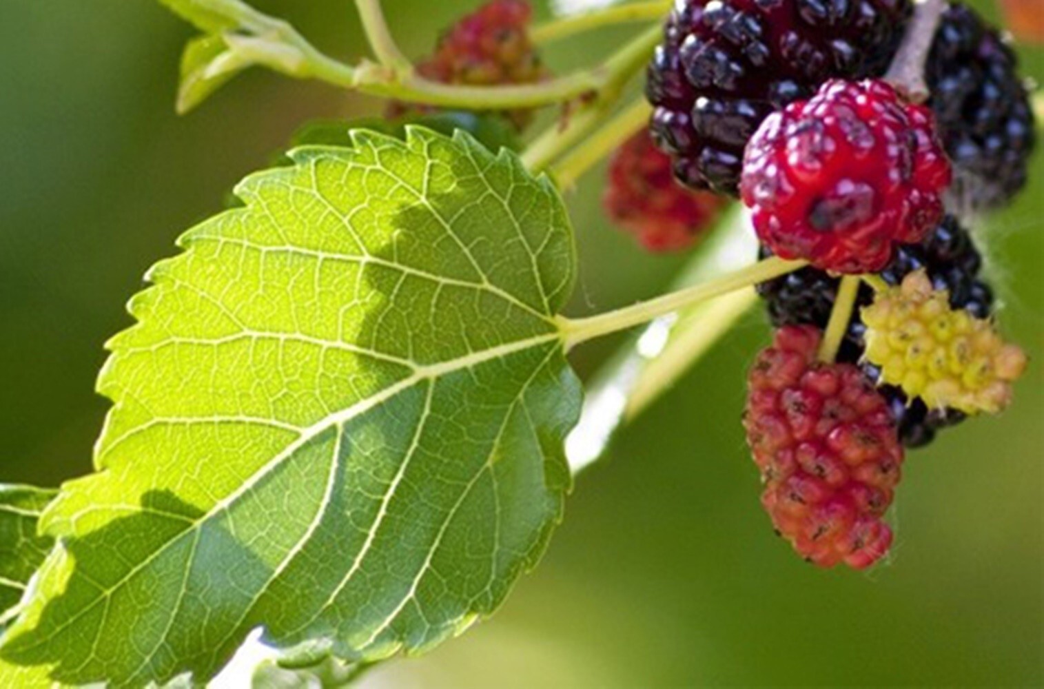 Mulberry Leaf Tea 120 Tea Bags Thai Herbal Natural Thanyaporn Free Shipping
