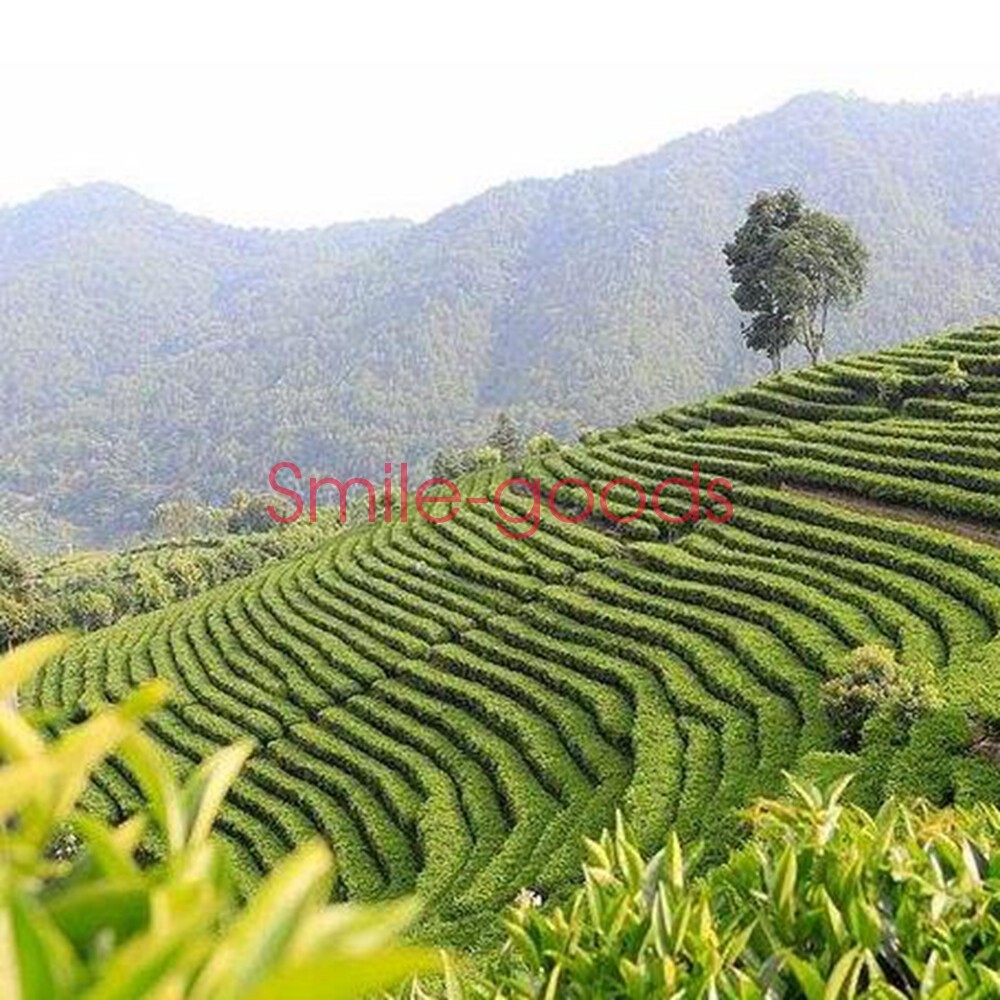 Premium Organic Jasmine Dragon Ball Green Tea Pure Chinese Leaf Loose 200g/7oz