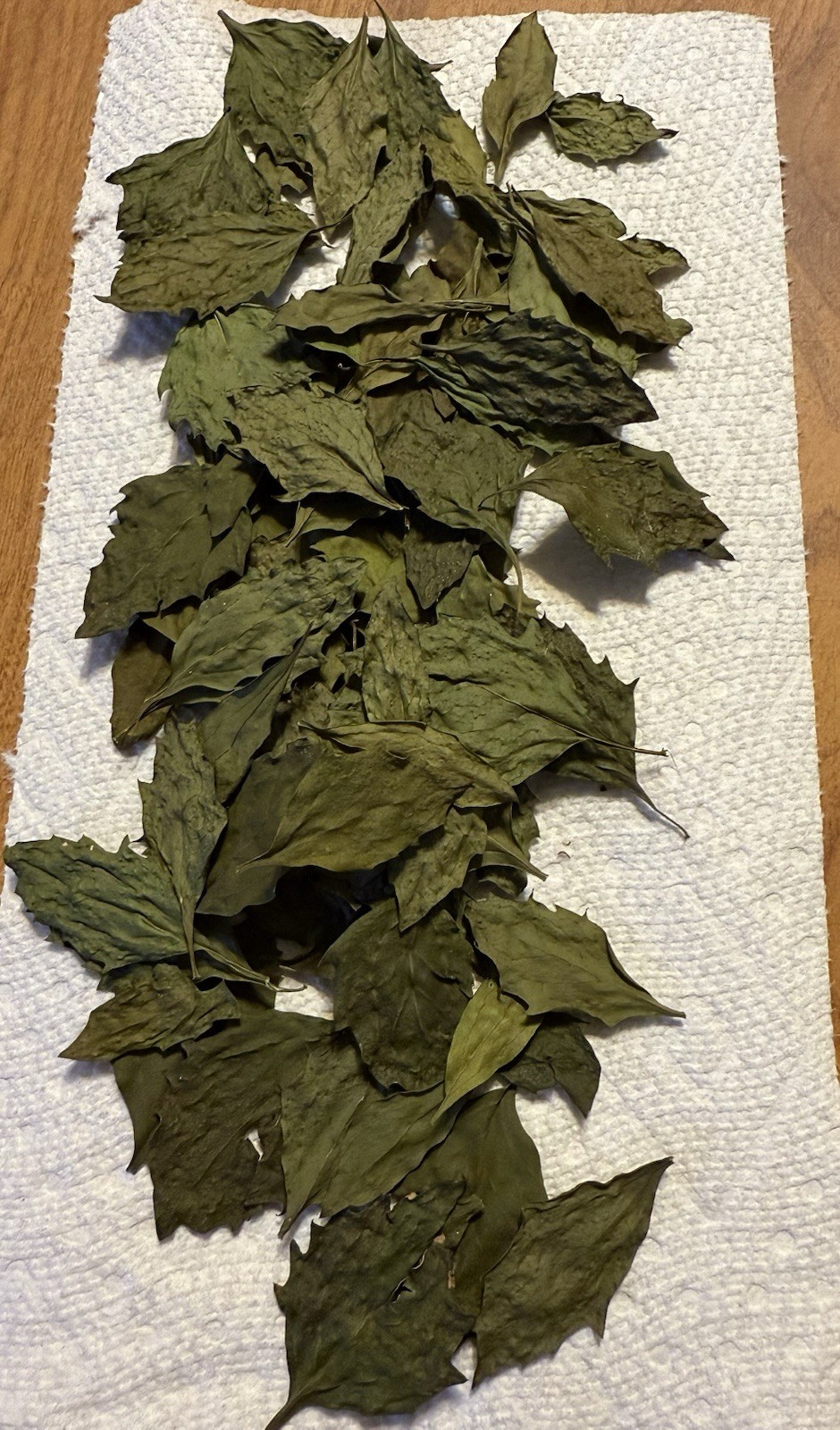 Organic Dried Manglier Leaves (5 Grams) Baccharis Halimifolia Creole Herb