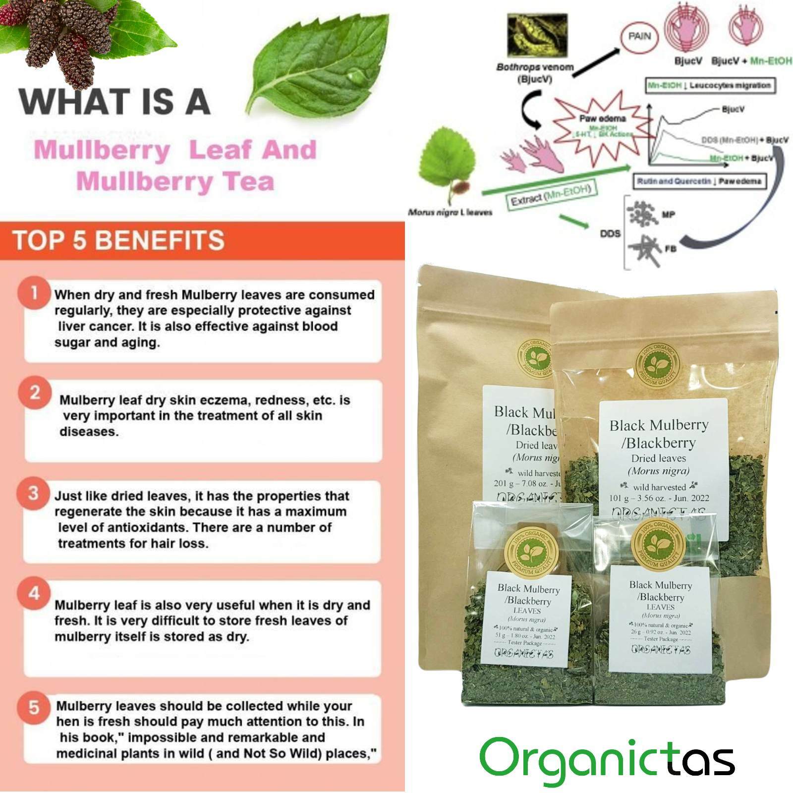 Organic Black Mulberry Leaf Tea (Morus Nigra) Wild Harvest Premium Quality