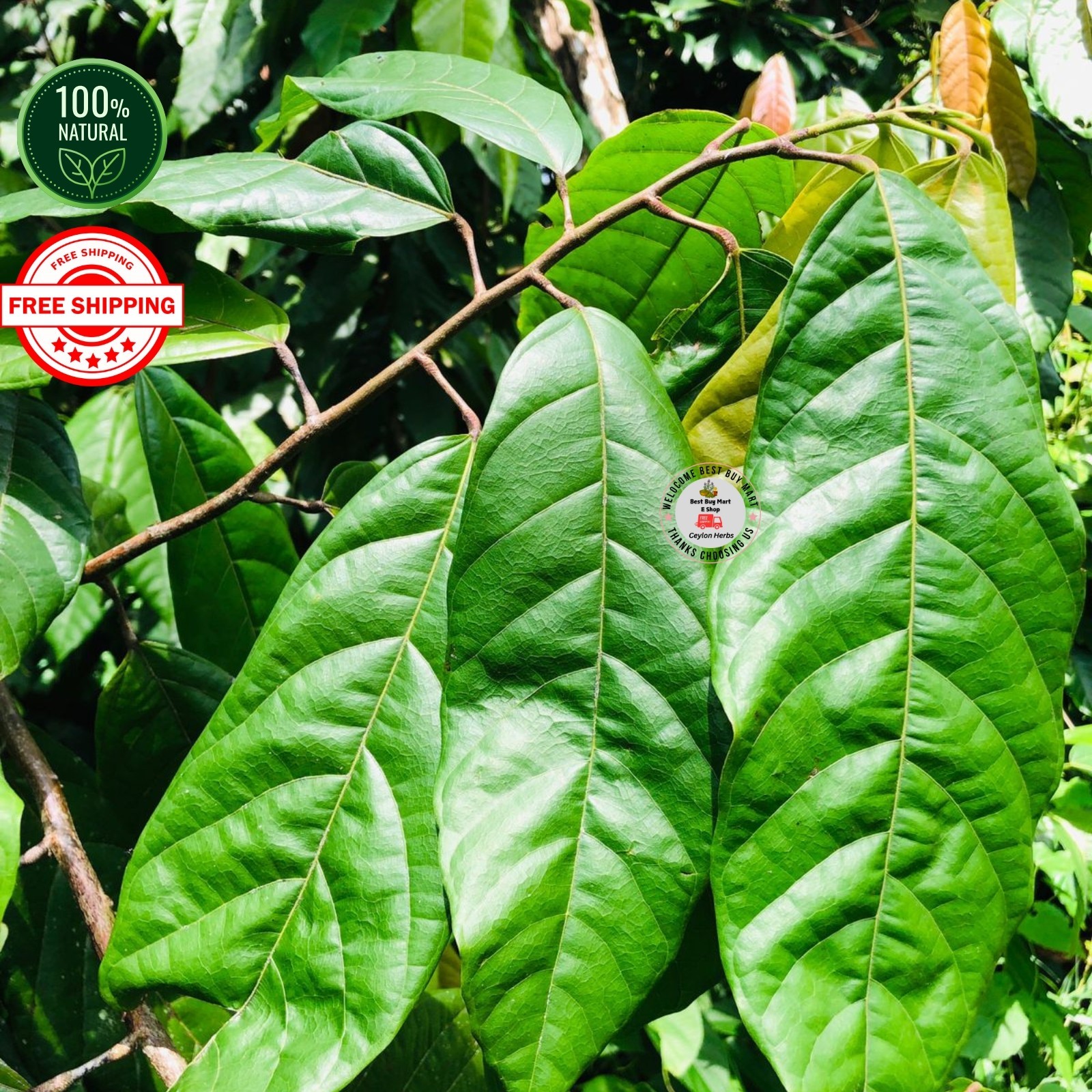 Organic Cocoa Leaf Powder Pure Natural Theobroma Cacao 50g–500g from Ceylon Pure