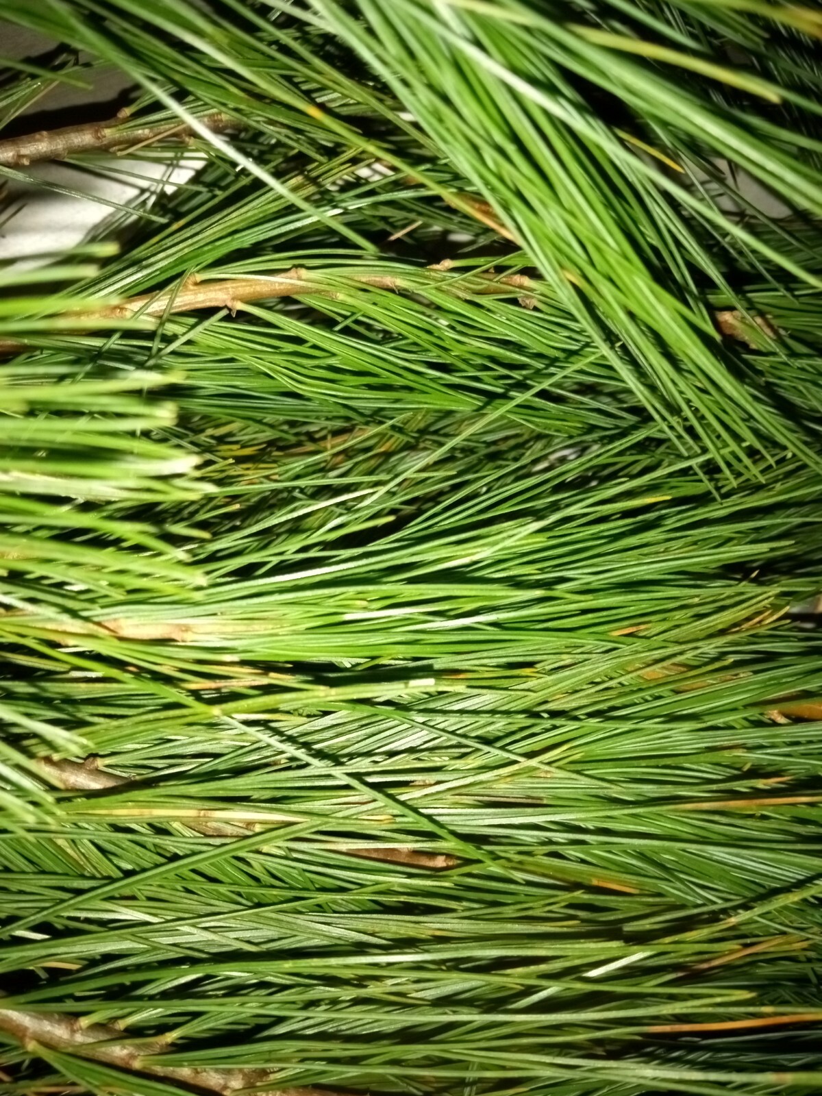 4oz MAINE DRIED EASTERN WHITE PINE NEEDLES PINUS STROBUS TEA ORGANIC