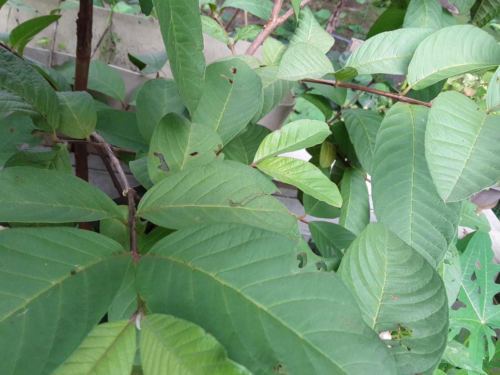 1 Cup Air Dried Guava Leaves; Herbal Tea.US grown.