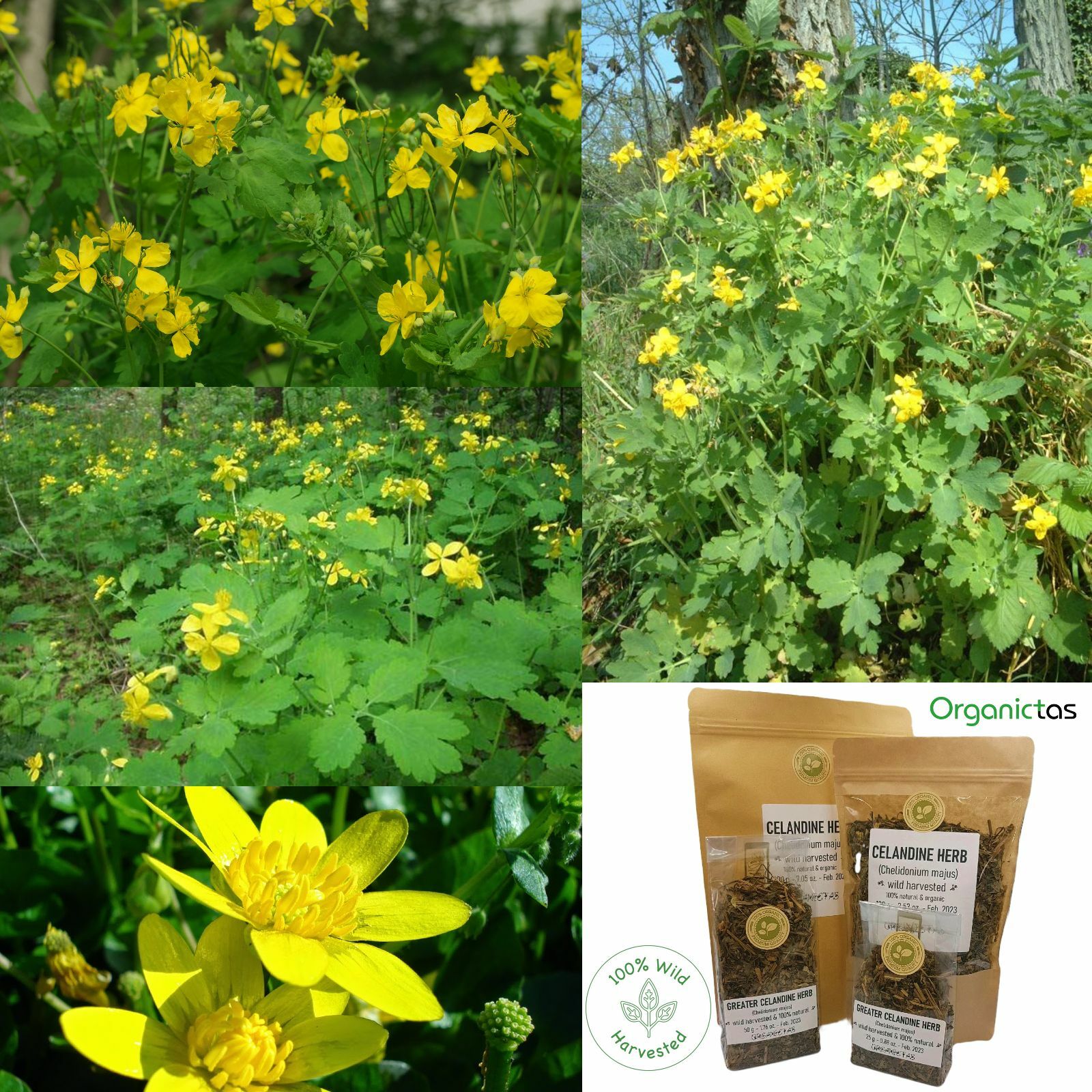 Greater CELANDINE Herbal Tea Organic Premium Quality Dried Loose Herb 50-200g
