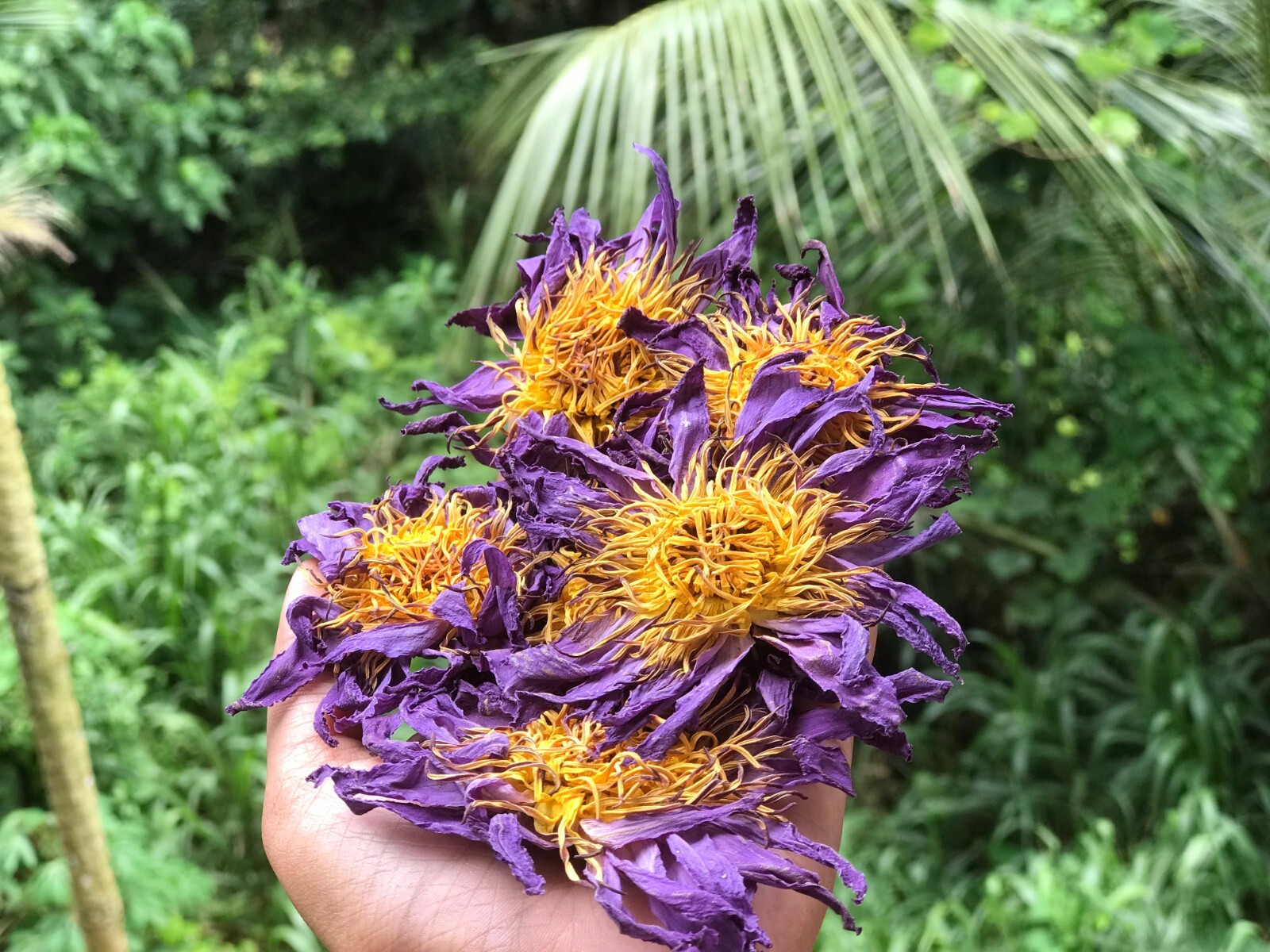 Egyptian Blue Lotus Nymphaea Caerulea Organic Pure Hand Picked Flowers Herbal