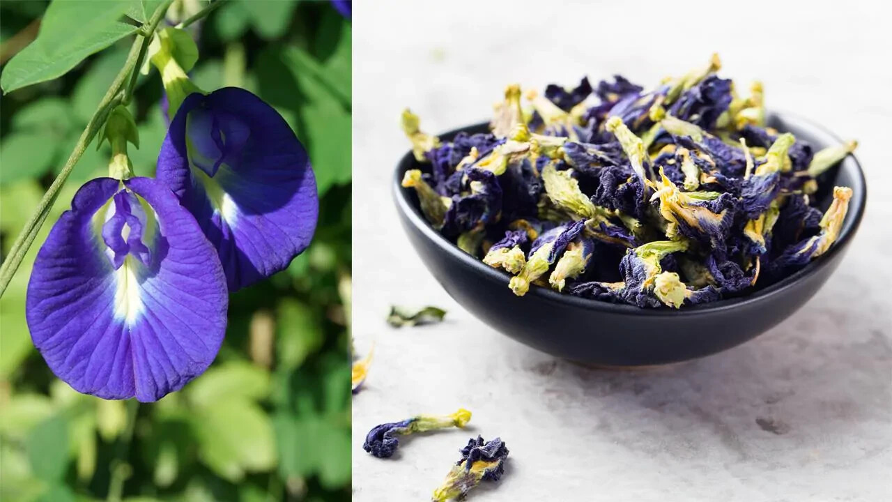 Ceylon Health Blue Pea Tea Butterfly Dried Nil Katarolu Flower Organic 50g New