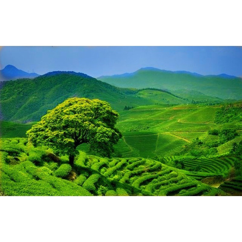 Pu’er Tee Ziegel Reife Puer Tee Ältere Puerh Pu-erh Schwarzer Tee Vorfahren 100g