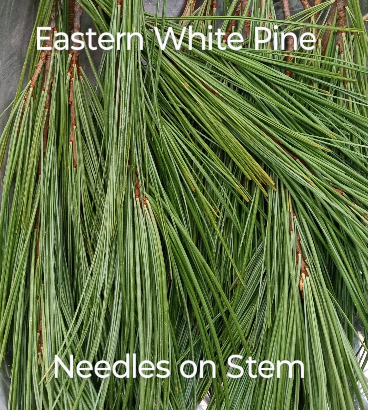 6 ounces on Stem White Pine Needle tea Maine Eastern white organic PINUS STROBUS