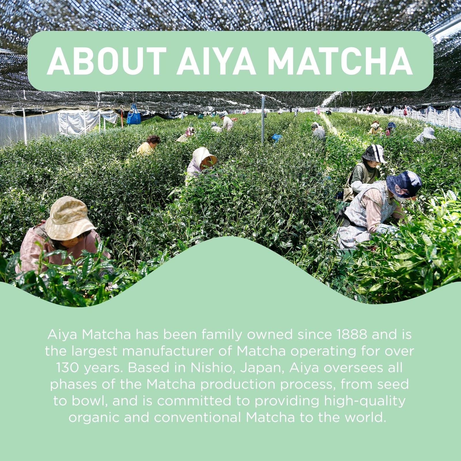 Aiya Organic Matcha Infused Sencha | Organic Ceremonial Matcha Green Tea, Org…