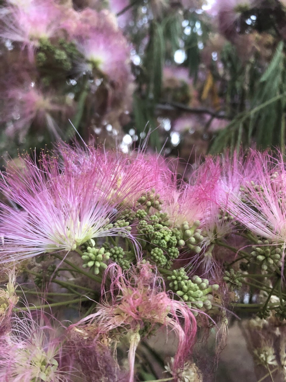 Albizia Julibrissin Mimosa Flower Dried Pink Blossoms Tea Herb Brew Organic