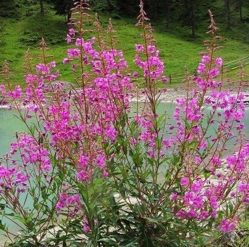 Tea Chai Herbal Ivan Fireweed Detox Organic Fermented Medicinal 1 kg 35.27 oz