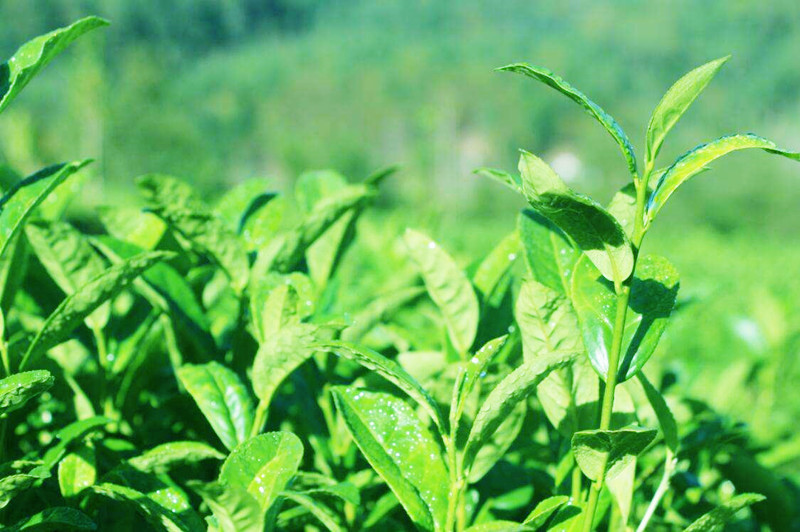 Premium Milk Oolong Tea 125g High Quality Jin Xuan Oolong, Natural Creamy Flavor