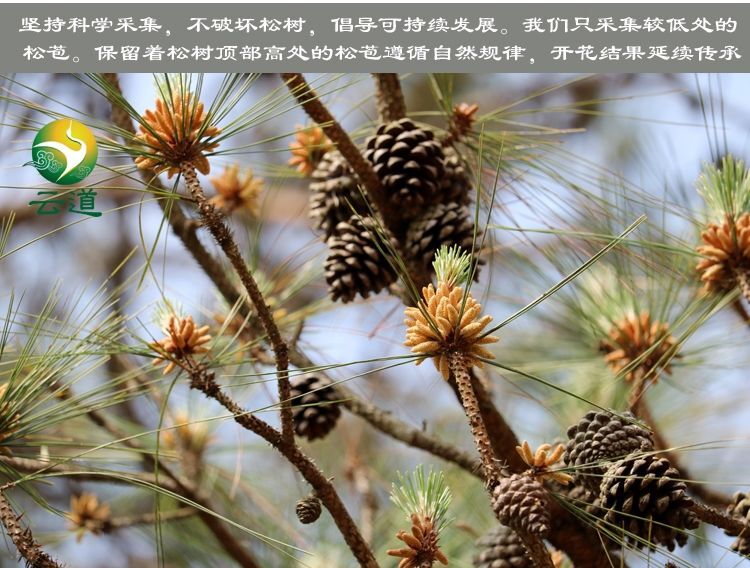 10bags*50g Chinese Yunnan Wild Harvested Shell-broken Pine Pollen Powder 500g