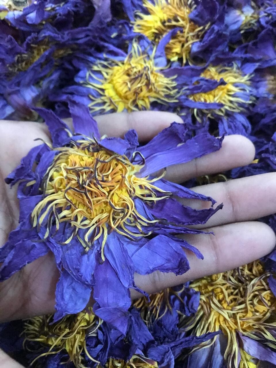 Ceylon Dried Blue Lotus 1000g Nymphaea Caerulea 100% Hand Pick Flowers Herbs Tea