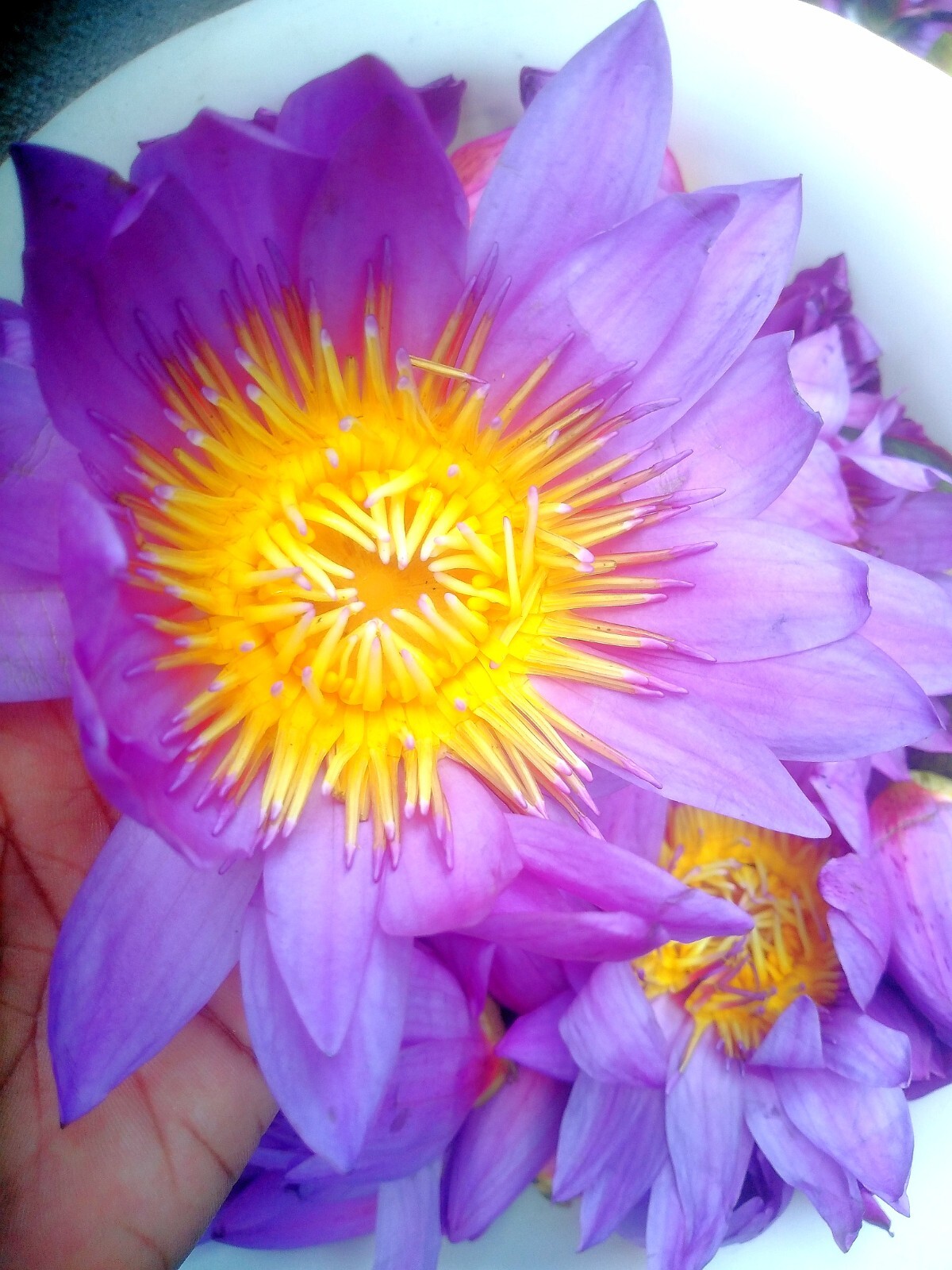 Blue Lotus Nymphaea Caerulea Herbal 100% Natural Organic Ceylon Dried Flower NEW