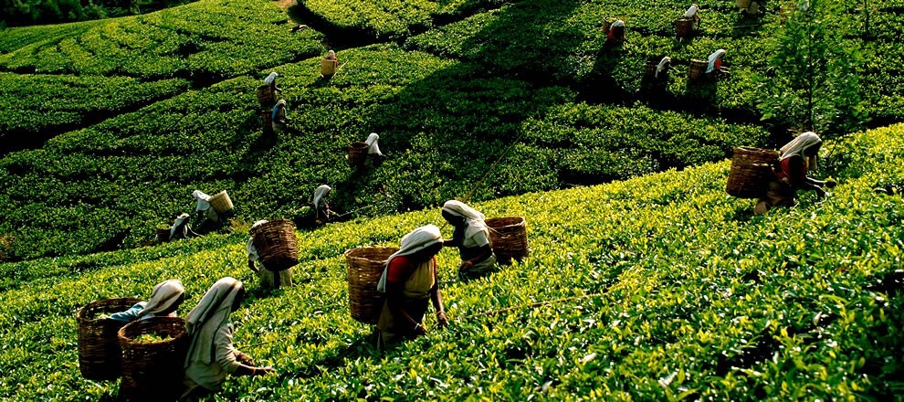 Ceylon Pure Hatton Tea Premium High Quality BOPF 100% Natural Black 100g