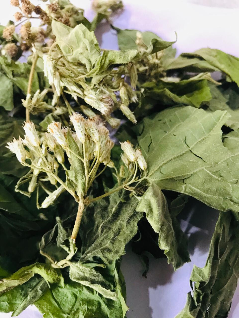 Ceylon Calea Zacatechichi Mexican Dream Herb 100% Organic Pure Herbal Tea