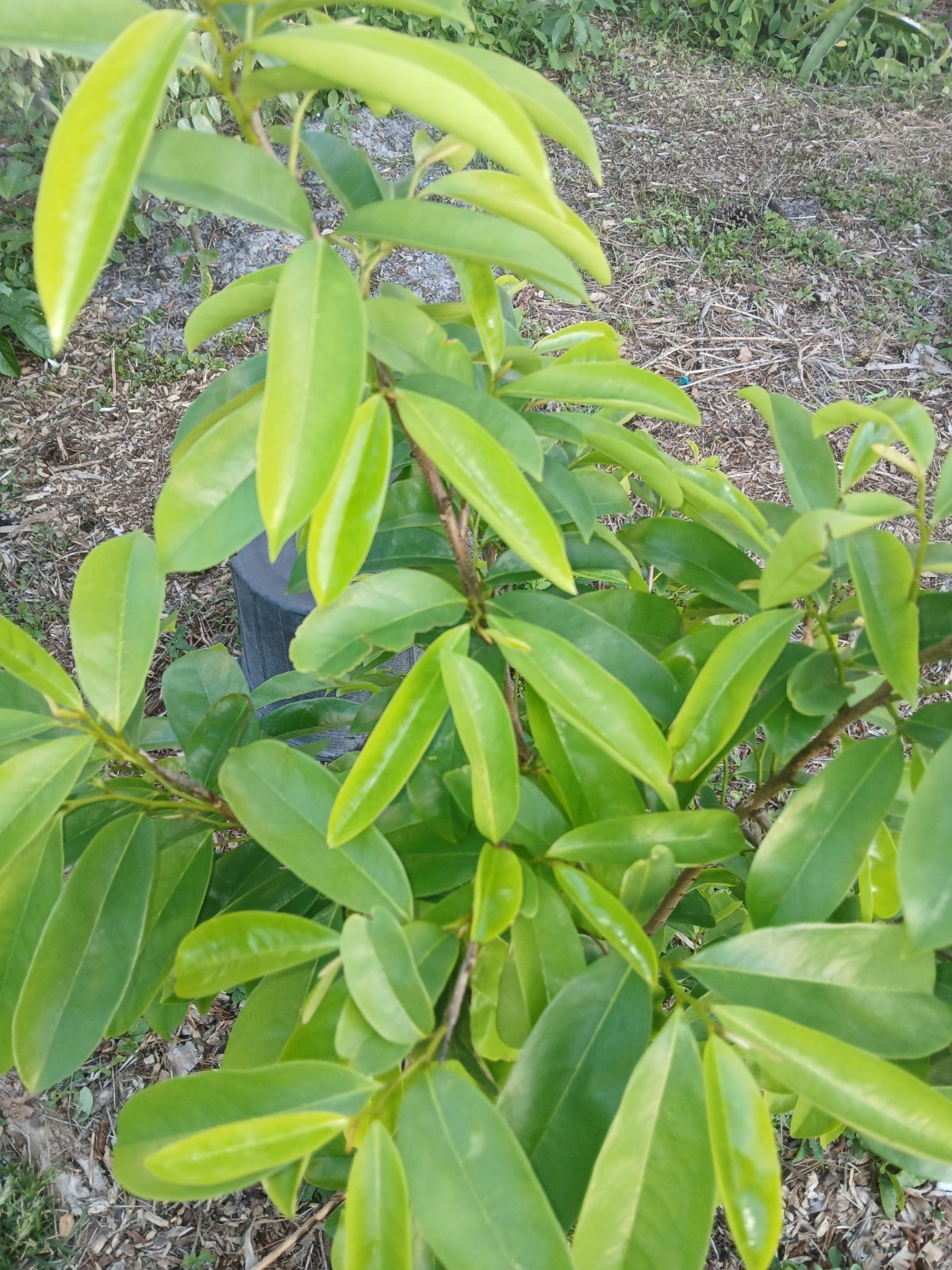 20 Fresh Soursop Leaves Picked Same Day Shipped