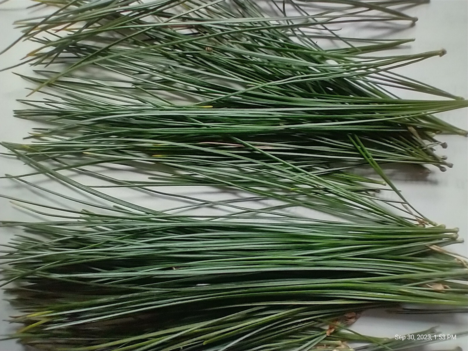 Eastern White Pine Needles Organic Wild Suramin Immune Home Brew 3 oz plus bag