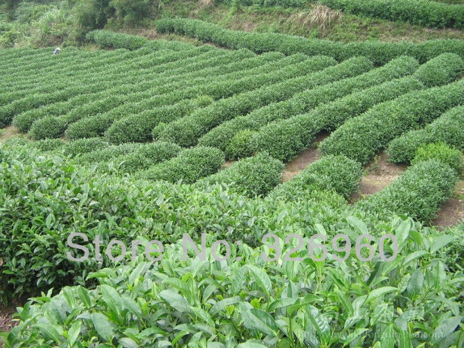 Super Popular 24 Bags Chinese Famous Tea,including Black/Green/Jasmine Tea etc.