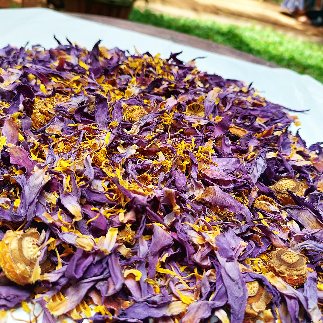 Blue Lotus Cut Flower Nymphaea Caerulea Organic Natural Herbal Tea From Ceylon