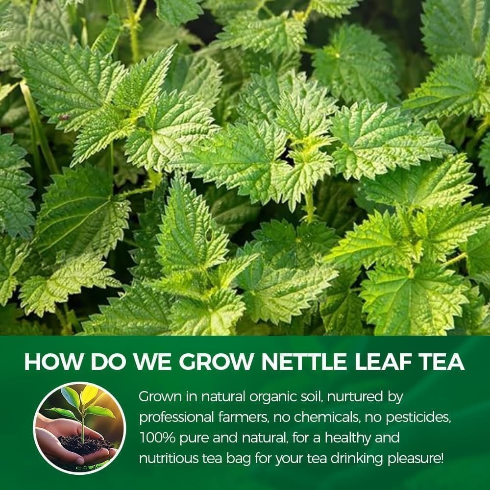 WOTIHA Premium Natural Nettle Leaf Tea Bags, 60 Count – 100% Pure Herbal Tea,Sup