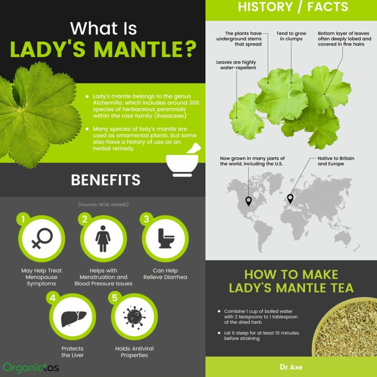Organic LADY’S MANTLE Herb Tea Dried Alchemilla Vulgaris Wild Harvest 25 – 200g
