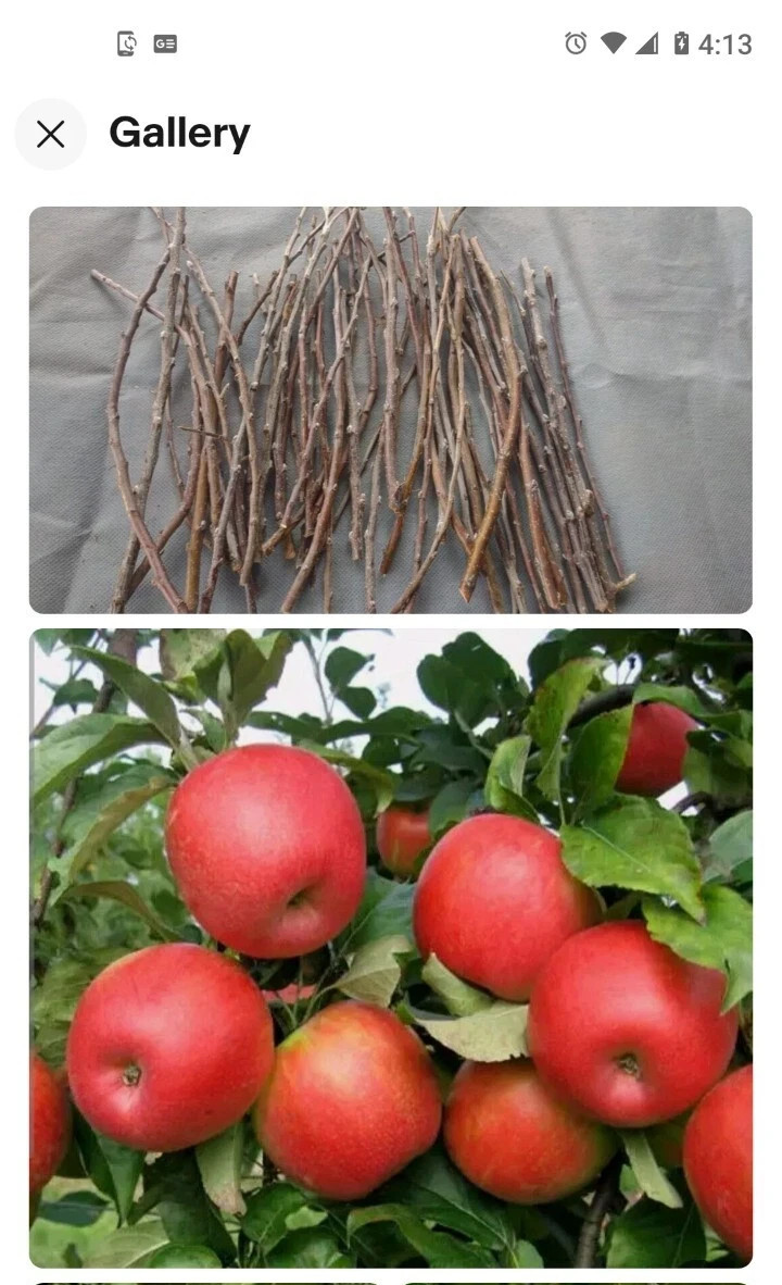 8 Cuttings unrooted Japanese Persimmon Tree Organic fruit Shiziye  감나무 잎