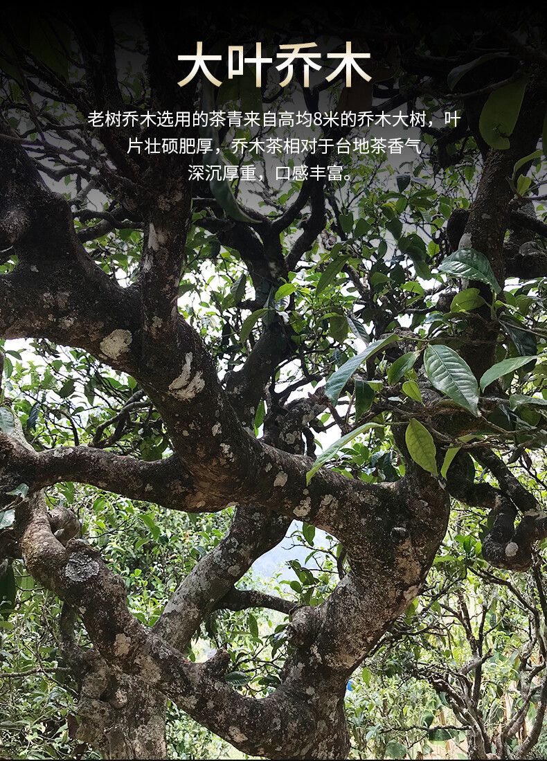 Haiwan Old Tree Tea 2013 Puer Tea “Lao Shu Qiao Mu” Pu-erh Ripe Pu Er Brick 250g