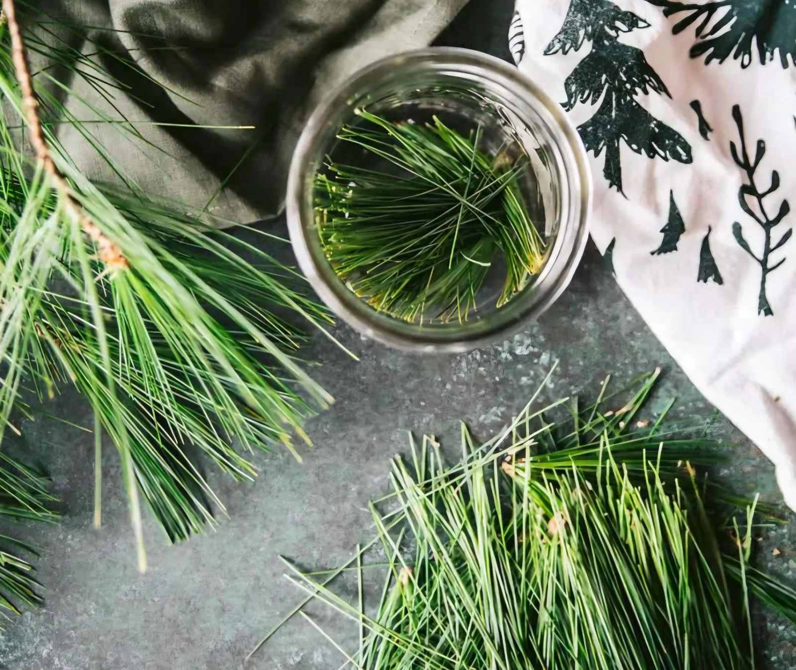 Wild Native Organic Pine Needles Infused Oil