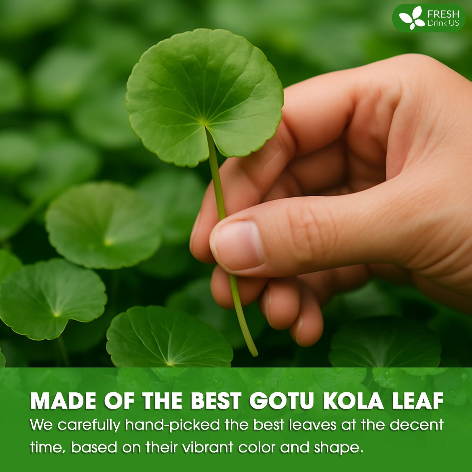 Gotu Kola Leaf Tea Bags – Caffeine-Free Herbal Infusion, 40 Count, Refreshing