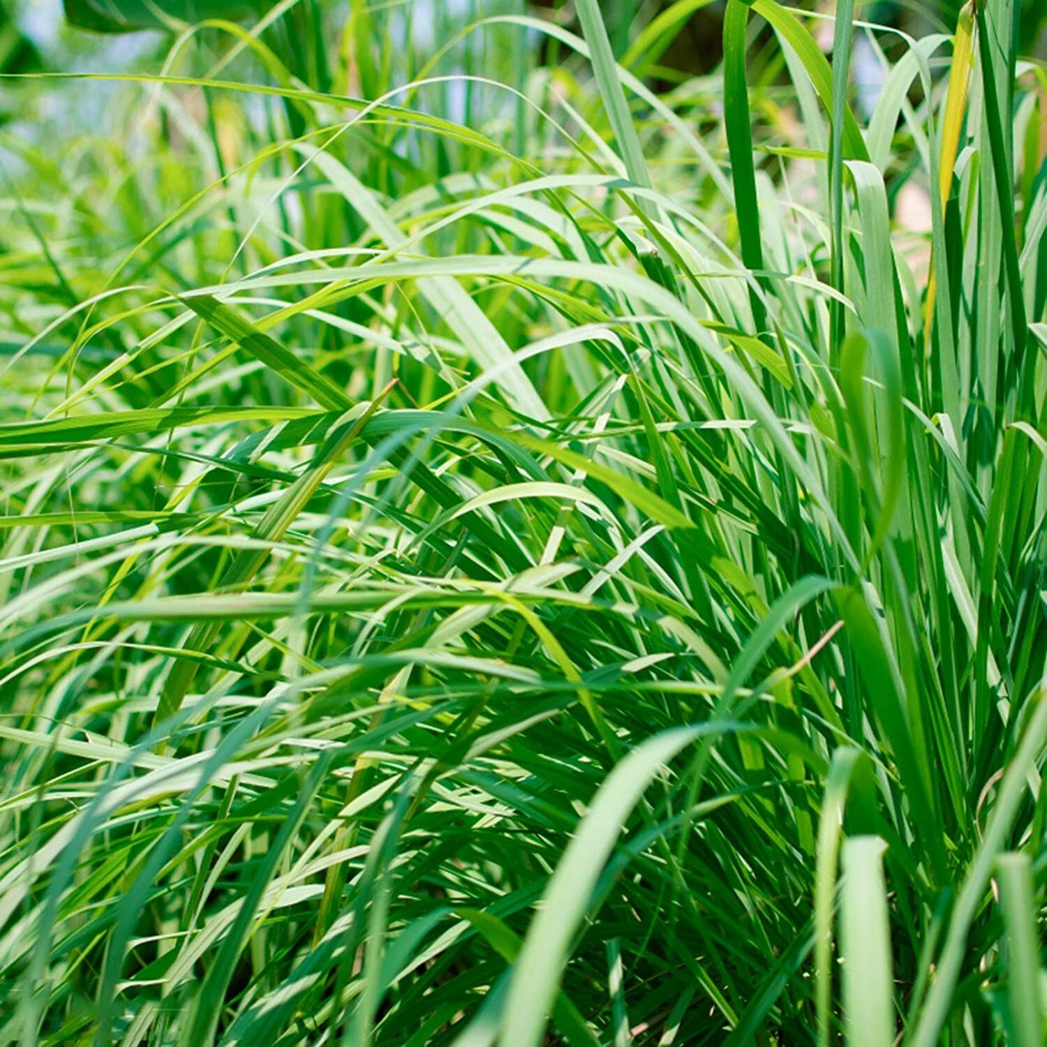 Lemongrass Organically Grows up in Florida and Hand Picked Herb Tea 100 gr-3.5oz
