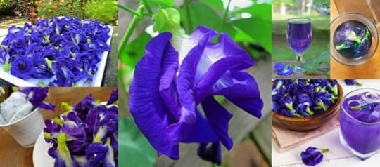 Ceylon Health Blue Pea Tea Butterfly Dried Nil Katarolu Flower Organic 50g New