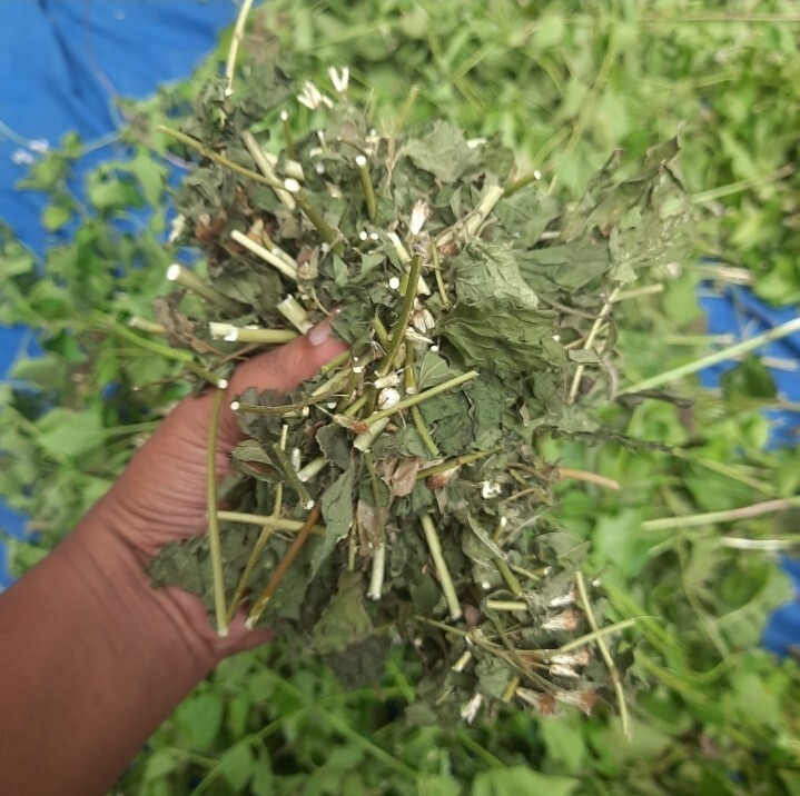 900g Dried Mexican Dream Herb CALEA ZACATECHICHI Lucid Pure ORGANIC Herbal Tea