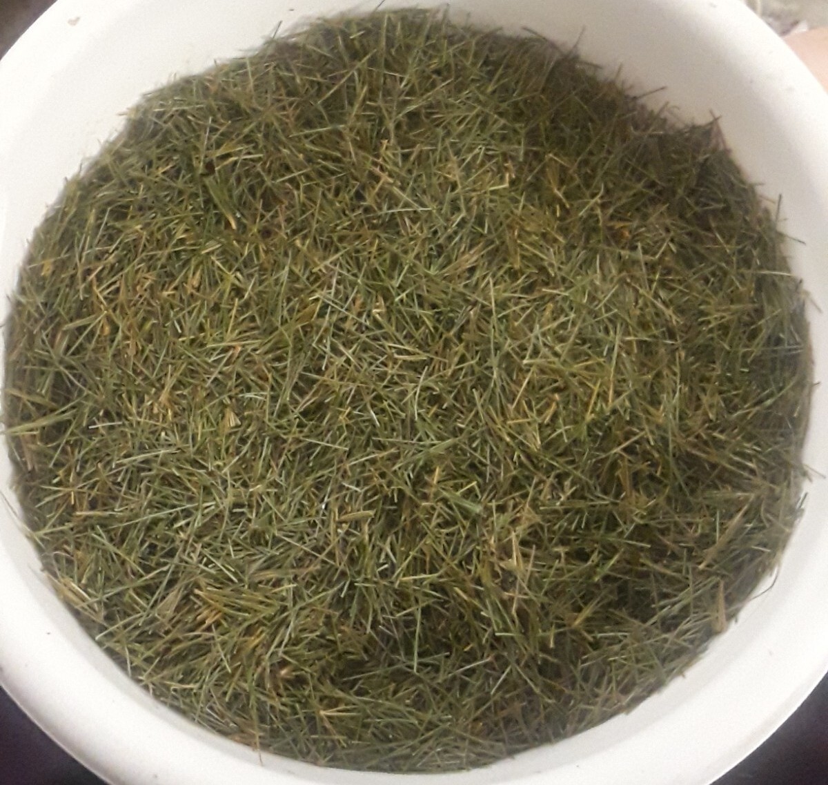 25 PC LOT: ORGANIC EASTERN WHITE PINE NEEDLE TEA BAGS SURAMIN FRESH HARVEST TREE