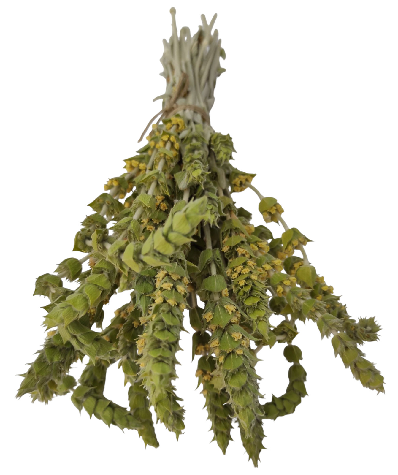 Certified Organic Greek Mountain Tea Sideritis Raeseri 85g – 1,95kg Harvest 2023