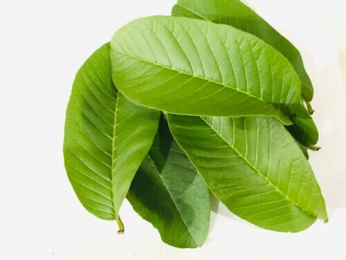 Organic Guava leaves fresh dried Hojas de Guayaba Guayabo Psidium Guajava