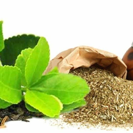 Yerba Mate Ilex Paraguariensis grow your own Yerba Mate – 100 fresh seeds