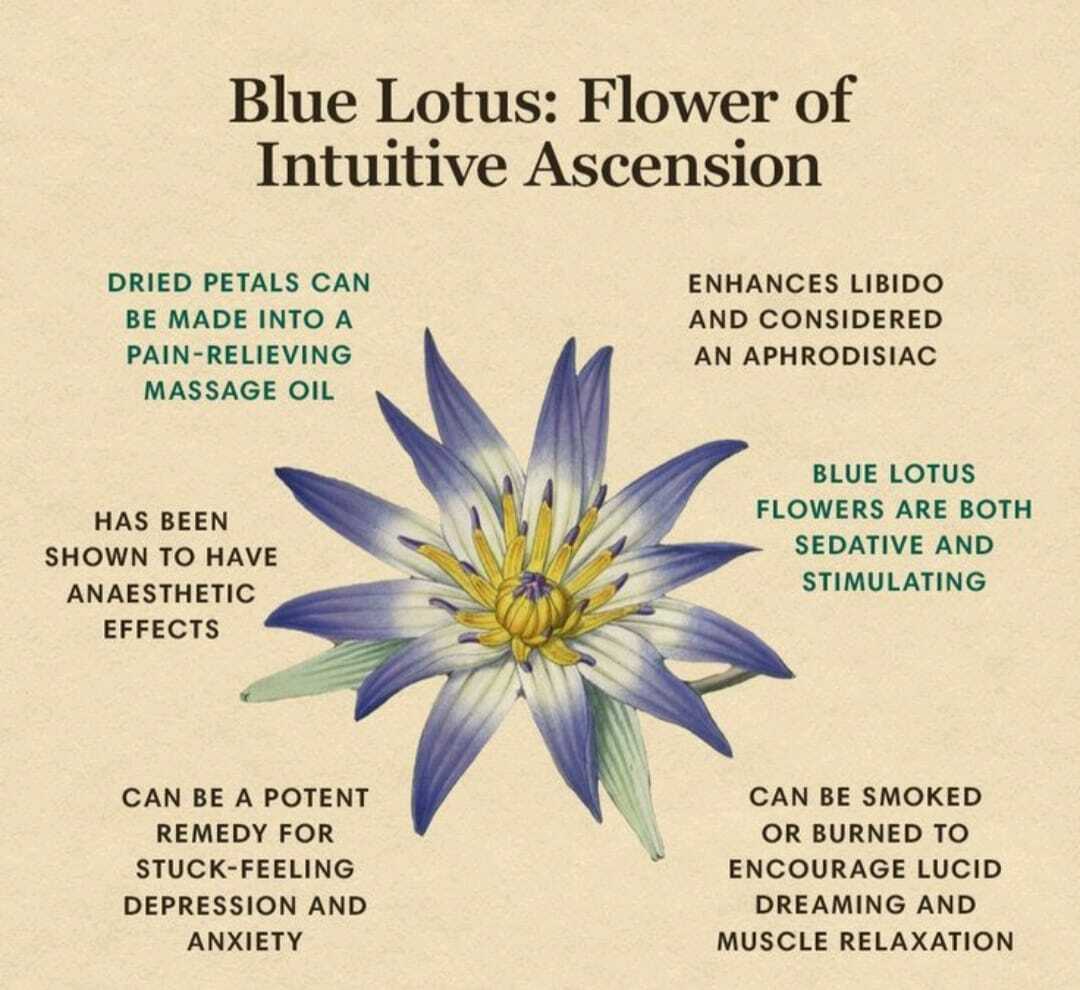 Natural Organic Dried Blue Lotus Nymphaea Caerulea Flower 100% Herbal Tea 50g.