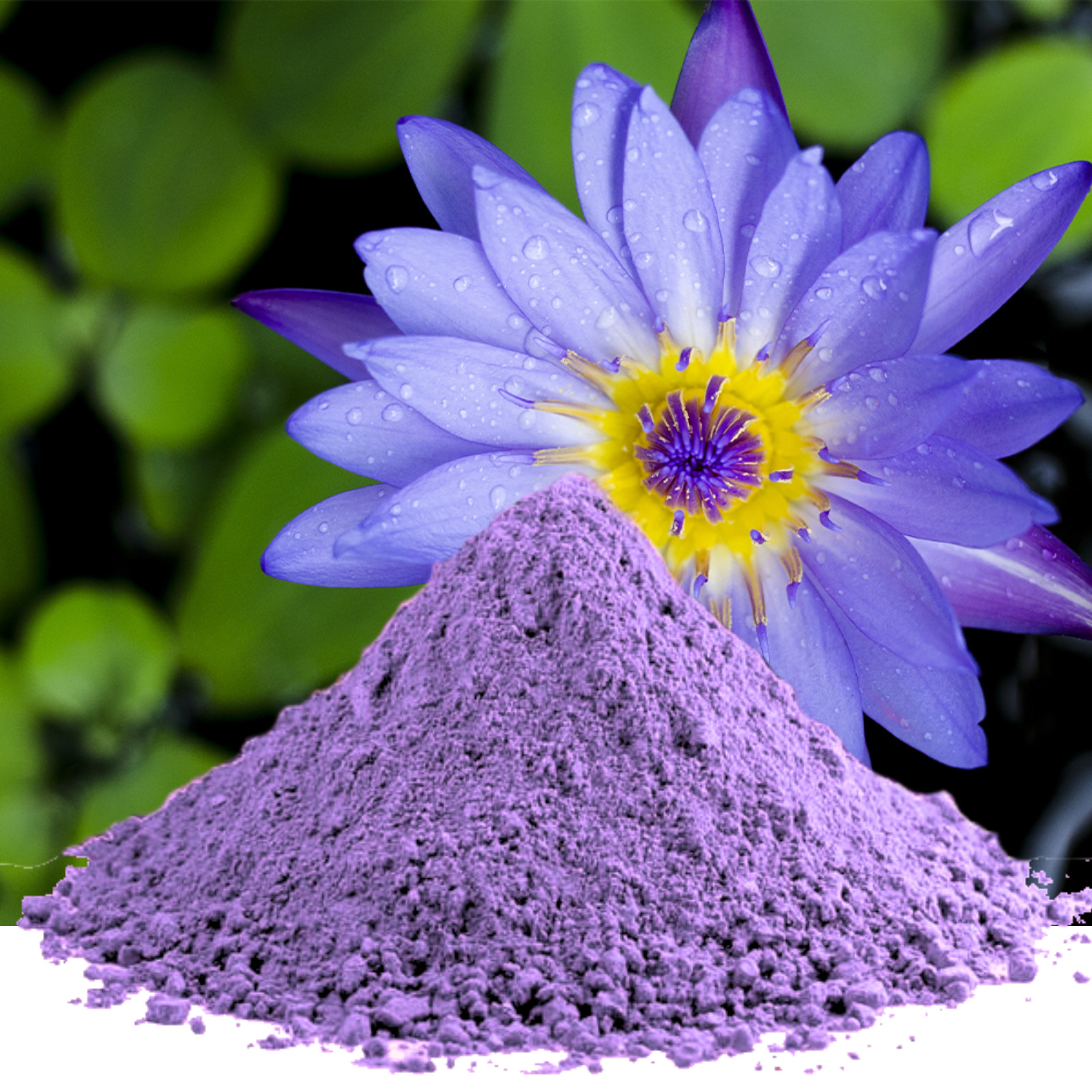 Blue Lotus Flower Powder | Natural Organic Water Lily | Food Grade Herbal Tea