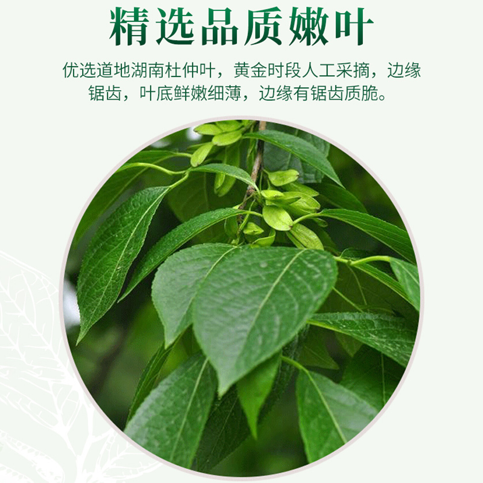 125g Eucommia Leaves Tea Natural Du Zhong Ye Berbal Tea Health Care Green Food